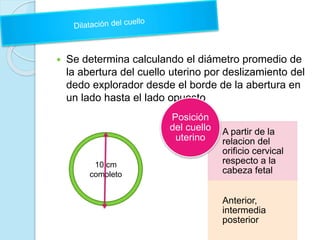  Se determina calculando el diámetro promedio de
la abertura del cuello uterino por deslizamiento del
dedo explorador desde el borde de la abertura en
un lado hasta el lado opuesto
10 cm
completo
A partir de la
relacion del
orificio cervical
respecto a la
cabeza fetal
Anterior,
intermedia
posterior
Posición
del cuello
uterino
 