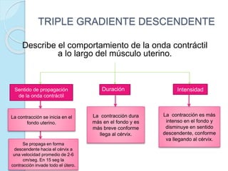 TRIPLE GRADIENTE DESCENDENTE
Describe el comportamiento de la onda contráctil
a lo largo del músculo uterino.
Duración Intensidad
Sentido de propagación
de la onda contráctil
La contracción se inicia en el
fondo uterino.
Se propaga en forma
descendente hacia el cérvix a
una velocidad promedio de 2-6
cm/seg. En 15 seg la
contracción invade todo el útero.
La contracción dura
más en el fondo y es
más breve conforme
llega al cérvix.
La contracción es más
intenso en el fondo y
disminuye en sentido
descendente, conforme
va llegando al cérvix.
 