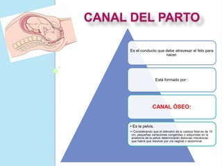 CANAL DEL PARTO
Es el conducto que debe atravesar el feto para
nacer.
Está formado por :
CANAL ÓSEO:
• Es la pelvis.
•• Considerando que el diámetro de la cabeza fetal es de 10
cm, pequeñas variaciones congénitas o adquiridas en la
anatomía de la pelvis determinarán distocias mecánicas
que habrá que resolver por vía vaginal o abdominal.
 