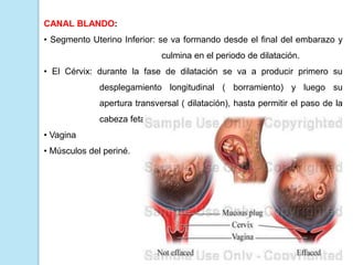 CANAL BLANDO:
• Segmento Uterino Inferior: se va formando desde el final del embarazo y
culmina en el periodo de dilatación.
• El Cérvix: durante la fase de dilatación se va a producir primero su
desplegamiento longitudinal ( borramiento) y luego su
apertura transversal ( dilatación), hasta permitir el paso de la
cabeza fetal.
• Vagina
• Músculos del periné.
 