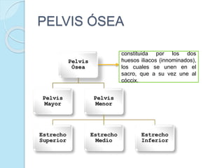 PELVIS ÓSEA
constituida por los dos
huesos iliacos (innominados),
los cuales se unen en el
sacro, que a su vez une al
cóccix.
 