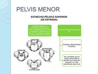 Limitado atrás por el
promontorio y las alas del
sacro, lateralmente por la línea
innominada y adelante por la
ramas horizontales del pubis y
la parte superior de la sínfisis.
La forma del estrecho superior
es:
Ovalada, Redondeada
o Elíptica.
Se considera que la
pelvis ginecoide es
aquella cuyo estrecho
superior ,es más
redondeada que oval.
PELVIS MENOR
ESTRECHO PÉLVICO SUPERIOR
(DE ENTRADA)
 