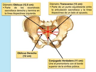 Diámetro Oblicuo (12.5 cm):
 Parte de los sicondrosis
sacroiliaca derecha y termina en
la línea iliopectinea izquierda.
Diámetro Transverso (13 cm):
 Parte de un punto equidistante entre
la articulación sacroilíaca y la línea
iliopectínea de un lado al opuesto.
Conjugado Verdadero (11 cm):
Une el promontorio con el borde
superior de la sínfisis púbica.
Oblicuo Derecho
(12 cm)
 