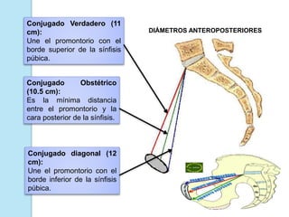 Conjugado Verdadero (11
cm):
Une el promontorio con el
borde superior de la sínfisis
púbica.
Conjugado Obstétrico
(10.5 cm):
Es la mínima distancia
entre el promontorio y la
cara posterior de la sínfisis.
Conjugado diagonal (12
cm):
Une el promontorio con el
borde inferior de la sínfisis
púbica.
DIÁMETROS ANTEROPOSTERIORES
 