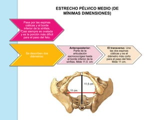 ESTRECHO PÉLVICO MEDIO (DE
MÍNIMAS DIMENSIONES)
Pasa por las espinas
ciáticas y el borde
inferior de la sínfisis.
Casi siempre es ovalada
y es la porción más difícil
para el paso del feto.
Se describen dos
diámetros:
Anteroposterior:
Parte de la
articulación
sacrococcígea hasta
el borde inferior de la
sínfisis. Mide 11.5 cm.
El transverso: Une
las dos espinas
ciáticas y es el
diámetro más corto
para el paso del feto.
Mide 11 cm.
11,5 cm
11 cm
 