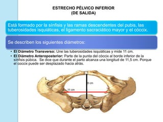 Está formado por la sínfisis y las ramas descendentes del pubis, las
tuberosidades isquiáticas, el ligamento sacraciático mayor y el cóccix.
Se describen los siguientes diámetros:
• El Diámetro Transverso: Une las tuberosidades isquiáticas y mide 11 cm.
• El Diámetro Anteroposterior: Parte de la punta del cóccix al borde inferior de la
sínfisis púbica. Se dice que durante el parto alcanza una longitud de 11,5 cm. Porque
el coccix puede ser desplazado hacia atrás.
ESTRECHO PÉLVICO INFERIOR
(DE SALIDA)
9 cm
11 cm
 