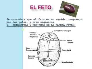 EL FETO
Se considera que el feto es un ovoide, compuesto
por dos polos, y tres segmentos.
1.- ESTRUCTURA y REGIONES DE LA CABEZA FETAL:
 
