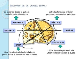  REGIONES DE LA CABEZA FETAL:
OCCIPITOFRONTAL
CARA
GLABELA
SINCIPUCIO VÉRTICE
OCCIPUCIO
LAMBDA
Se extiende desde la glabela hasta
punto donde el mentón se une al cuello.
Se extiende desde la glabela
hasta la fontanela anterior
Entre las fontanela anterior,
posterior y eminencias parietales.
Entre fontanela posterior y la
unión de la cabeza con el cuello
 