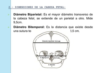  Diámetro Biparietal: Es el mayor diámetro transverso de
la cabeza fetal, se extiende de un parietal a otro. Mide
9,5cm.
 Diámetro Bitemporal: Es la distancia que existe desde
una sutura temporal a la otra. Mide 8,25 y 8,5 cm.
2.- DIMENSIONES DE LA CABEZA FETAL:
 