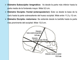  Diámetro Suboccipito- bregmático: Va desde la parte más inferior hasta la
parte media de la fontanela mayor. Mide 9,5 cm.
 Diámetro Occipito- frontal (anteroposterior): Este va desde la base de la
nariz hasta la parte sobresaliente del hueso occipital. Mide entre 11,5 y 12 cm.
 Diámetro Occipito- metoniano: Se extiende desde la barbilla hasta la parte
más prominente del occipital. Mide 13,5 cm.
 