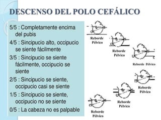 DESCENSO DEL POLO CEFÁLICO
Reborde
Pélvico
Reborde
Pélvico
Reborde
Pélvico
Reborde
Pélvico
Reborde Pélvico
Reborde
Pélvico
 