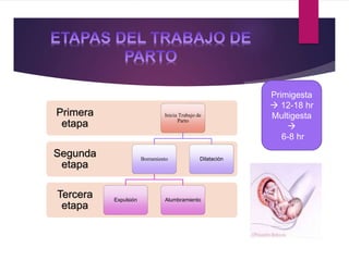 Tercera
etapa
Segunda
etapa
Primera
etapa
Inicia Trabajo de
Parto
Borramiento
Expulsión Alumbramiento
Dilatación
Primigesta
 12-18 hr
Multigesta

6-8 hr
 