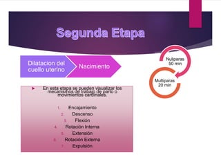  En esta etapa se pueden visualizar los
mecanismos de trabajo de parto o
movimientos cardinales.
1. Encajamiento
2. Descenso
3. Flexión
4. Rotación Interna
5. Extensión
6. Rotación Externa
7. Expulsión
Dilatacion del
cuello uterino
Nacimiento
Nuliparas
50 min
Multiparas
20 min
 