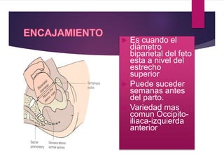  Es cuando el
diámetro
biparietal del feto
esta a nivel del
estrecho
superior
 Puede suceder
semanas antes
del parto.
 Variedad mas
comun Occipito-
iliaca-izquierda
anterior
 