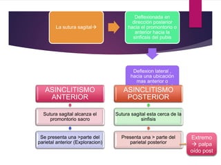 La sutura sagital
Deflexionada en
dirección posterior
hacia el promontorio o
anterior hacia la
sinficsis del pubis
Deflexion lateral ,
hacia una ubicación
mas anterior o
posterior dentro de la
pelvis ASINCLitismo
ASINCLITISMO
ANTERIOR
Sutura sagital alcanza el
promontorio sacro
Se presenta una >parte del
parietal anterior (Exploracion)
ASINCLITISMO
POSTERIOR
Sutura sagital esta cerca de la
sinfisis
Presenta una > parte del
parietal posterior
Extremo
 palpa
oído post
 