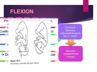 Produce la cabeza descenso,
encuentra alguna resistencia
Cuello uterino, paredes o piso pelvico
Flexion de la cabeza
 Desplaza el mentón hasta alcanzar
contacto con torax fetal
Cambia
diámetro
suboccipitobregma
tico (+ corto)
Diametro
occipitofrontal
(+largo)
 