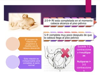 El proceso de
rotación es
progresivo a
medida que la
cabeza desciende
Esta rotación es
indispensable para
completar el parto
normal
2/3 RI esta completada en el momento
cabeza alcanza el piso pélvico
¼ completa muy poco después de que
la cabeza llega al piso pelvico
Sucede 1-2
contraccione
smultípar
as
Nuliparas
3-5
contraccione
s
 