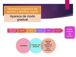 Distension progresiva del
perineo y abertura vaginal
Aparece de modo
gradual
Cabeza nace
conforme al
occipucio
bregma Frente Nariz Boca menton
Borde
anterior
del
perineo
inmediato
Cabeza cae
adelante
Menton
fetal
descanza
sobre 
ano
materno
 