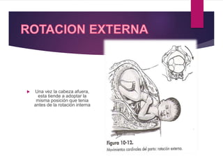  Una vez la cabeza afuera,
esta tiende a adoptar la
misma posición que tenia
antes de la rotación interna
 