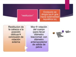 “restitucion”
Occipucio se
dirigía izq gira
hacia tuberosidad
isquiática izq
Restitucion de
la cabeza a la
posición
oblicua
conclusión de
rotación
externa
Mov rotación
del cuerpo
(para llevar
diámetro
biacromial: con
diámetro
anteroposterior
de salida de
pelvis
 