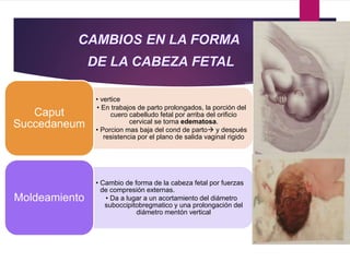 • vertice
• En trabajos de parto prolongados, la porción del
cuero cabelludo fetal por arriba del orificio
cervical se torna edematosa.
• Porcion mas baja del cond de parto y después
resistencia por el plano de salida vaginal rigido
Caput
Succedaneum
• Cambio de forma de la cabeza fetal por fuerzas
de compresión externas.
• Da a lugar a un acortamiento del diámetro
suboccipitobregmatico y una prolongación del
diámetro mentón vertical
Moldeamiento
 