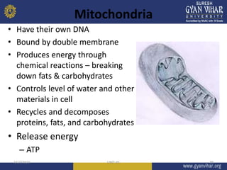 Mitochondria
• Have their own DNA
• Bound by double membrane
• Produces energy through
chemical reactions – breaking
down fats & carbohydrates
• Controls level of water and other
materials in cell
• Recycles and decomposes
proteins, fats, and carbohydrates
• Release energy
– ATP
3/13/2023 UNIT-01 38
 