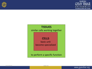 TISSUES
similar cells working together
to perform a specific function
CELLS
basic unit
become specialized
3/13/2023 UNIT-01 8
 