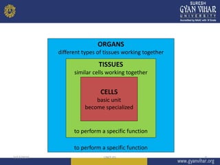 ORGANS
different types of tissues working together
to perform a specific function
TISSUES
similar cells working together
to perform a specific function
3/13/2023 UNIT-01 9
CELLS
basic unit
become specialized
 
