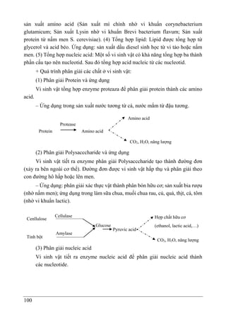 100
sản xuất amino acid (Sản xuất mì chính nhờ vi khuẩn corynebacterium
glutamicum; Sản xuất Lysin nhờ vi khuẩn Brevi bacterium flavum; Sản xuất
protein từ nấm men S. cerevisiae). (4) Tổng hợp lipid: Lipid được tổng hợp từ
glycerol và acid béo. Ứng dụng: sản xuất dầu diesel sinh học từ vi tảo hoặc nấm
men. (5) Tổng hợp nucleic acid: Một số vi sinh vật có khả năng tổng hợp ba thành
phần cấu tạo nên nucleotid. Sau đó tổng hợp acid nucleic từ các nucleotid.
+ Quá trình phân giải các chất ở vi sinh vật:
(1) Phân giải Protein và ứng dụng
Vi sinh vật tổng hợp enzyme proteaza để phân giải protein thành các amino
acid.
– Ứng dụng trong sản xuất nước tương từ cá, nước mắm từ đậu tương.
(2) Phân giải Polysacccharide và ứng dụng
Vi sinh vật tiết ra enzyme phân giải Polysacccharide tạo thành đường đơn
(xảy ra bên ngoài cơ thể). Đường đơn được vi sinh vật hấp thụ và phân giải theo
con đường hô hấp hoặc lên men.
– Ứng dụng: phân giải xác thực vật thành phân bón hữu cơ; sản xuất bia rượu
(nhờ nấm men); ứng dụng trong làm sữa chua, muối chua rau, củ, quả, thịt, cá, tôm
(nhờ vi khuẩn lactic).
(3) Phân giải nucleic acid
Vi sinh vật tiết ra enzyme nucleic acid để phân giải nucleic acid thành
các nucleotide.
Protein
Protease
Amino acid
Amino acid
CO2, H2O, năng lượng
CO2, H2O, năng lượng
Cenllulose
Tinh bột
Cellulase
Glucose
Amylase
Pyruvic acid
Hợp chất hữu cơ
(ethanol, lactic acid,…)
 