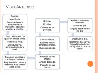 VISTA ANTERIOR
Cabeza.
Mandíbula.
Punta de la nariz
alineada con el
manubrio, apéndice
xifoides y ombligo.
Línea del trapecio es
igual en ambos lados.
Hombros a nivel.
Clavículas y a.
acromioclavicular a
nivel.
Esternón, costillas o
cartílagos costales.
Ángulos de la cintura y
distancia a los brazos
a los lados.
Posición de los
brazos.
Ángulo del codo.
Posición de las
manos.
Crestas iliacas.
Espinas iliacas
anterosuperiores.
Huesos púbicos.
Rótulas.
Rodillas.
Cabeza de los
peronés.
Maléolos internos y
externos.
Arcos del pie.
Ángulo hacia afuera
del pie.
Observar la piel.
Contornos óseos y de
tejido blando deben
ser iguales en ambos
lados
 