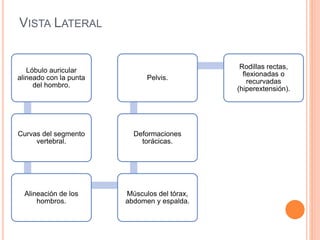 VISTA LATERAL
Lóbulo auricular
alineado con la punta
del hombro.
Curvas del segmento
vertebral.
Alineación de los
hombros.
Músculos del tórax,
abdomen y espalda.
Deformaciones
torácicas.
Pelvis.
Rodillas rectas,
flexionadas o
recurvadas
(hiperextensión).
 