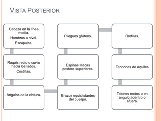 VISTA POSTERIOR
Cabeza en la línea
media.
Hombros a nivel.
Escápulas.
Raquis recto o curvo
hacia los lados.
Costillas.
Ángulos de la cintura. Brazos equidistantes
del cuerpo.
Espinas iliacas
postero-superiores.
Pliegues glúteos. Rodillas.
Tendones de Aquiles
Talones rectos o en
ángulo adentro o
afuera.
 