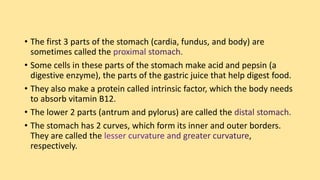 • The first 3 parts of the stomach (cardia, fundus, and body) are
sometimes called the
• Some cells in these parts of the stomach make acid and pepsin (a
digestive enzyme), the parts of the gastric juice that help digest food.
• They also make a protein called intrinsic factor, which the body needs
to absorb vitamin B12.
• The lower 2 parts (antrum and pylorus) are called the
• The stomach has 2 curves, which form its inner and outer borders.
They are called the ,
respectively.
 