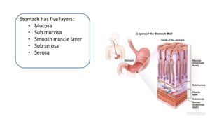 Stomach has five layers:
• Mucosa
• Sub mucosa
• Smooth muscle layer
• Sub serosa
• Serosa
 