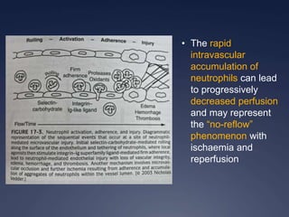 • The rapid
intravascular
accumulation of
neutrophils can lead
to progressively
decreased perfusion
and may represent
the “no-reflow”
phenomenon with
ischaemia and
reperfusion
 
