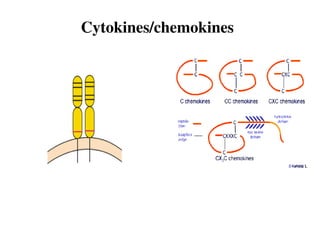 Cytokines/chemokines
 