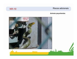 NR-10 Riscos adicionais
Animais peçonhentos
 