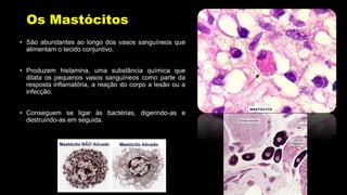 Os Mastócitos
• São abundantes ao longo dos vasos sanguíneos que
alimentam o tecido conjuntivo.
• Produzem histamina, uma substância química que
dilata os pequenos vasos sanguíneos como parte da
resposta inflamatória, a reação do corpo a lesão ou a
infecção.
• Conseguem se ligar às bactérias, digerindo-as e
destruindo-as em seguida.
 