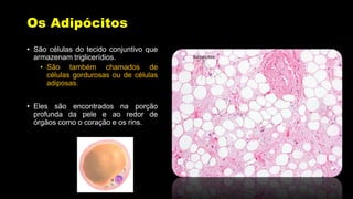 Os Adipócitos
• São células do tecido conjuntivo que
armazenam triglicerídios.
• São também chamados de
células gordurosas ou de células
adiposas.
• Eles são encontrados na porção
profunda da pele e ao redor de
órgãos como o coração e os rins.
 