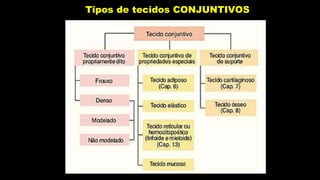 Tipos de tecidos CONJUNTIVOS
 