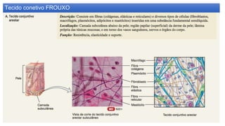 Tecido conetivo FROUXO
 