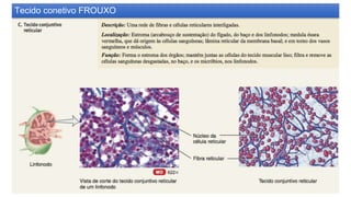 Tecido conetivo FROUXO
 