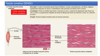 Tecido conectivo
denso modelado
Tecido conetivo DENSO
 