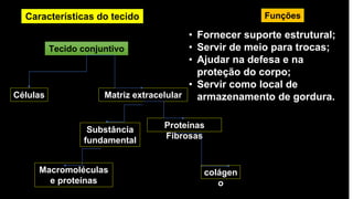 Tecido conjuntivo
Matriz extracelular
Células
Funções
• Fornecer suporte estrutural;
• Servir de meio para trocas;
• Ajudar na defesa e na
proteção do corpo;
• Servir como local de
armazenamento de gordura.
Macromoléculas
e proteínas
Proteínas
Fibrosas
Características do tecido
colágen
o
Substância
fundamental
 