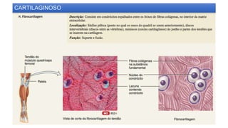CARTILAGINOSO
 