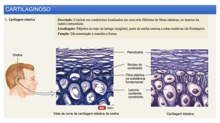 CARTILAGINOSO
 