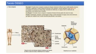 Tecido ÓSSEO
 