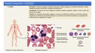Tecido Conjuntivo LÍQUIDO
 