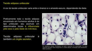 Tecido adiposo unilocular
A cor do tecido unilocular varia entre o branco e o amarelo-escuro, dependendo da dieta.
Praticamente todo o tecido adiposo
encontrado em humanos adultos é do
tipo unilocular; seu acúmulo em
determinados locais é influenciado
pelo sexo e pela idade do indivíduo;
Tecido adiposo unilocular é
também um órgão secretor.
As setasfinas indicam fibroblastos do tecido conjuntivo de sustentação. As setas
espessas apontam vasos sanguíneos. A, Célula adiposa. (Coloração pela hematoxilina.
Médio aumento.)
 