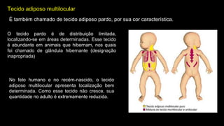 Tecido adiposo multilocular
É também chamado de tecido adiposo pardo, por sua cor característica.
O tecido pardo é de distribuição limitada,
localizando-se em áreas determinadas. Esse tecido
é abundante em animais que hibernam, nos quais
foi chamado de glândula hibernante (designação
inapropriada)
No feto humano e no recém-nascido, o tecido
adiposo multilocular apresenta localização bem
determinada. Como esse tecido não cresce, sua
quantidade no adulto é extremamente reduzida.
 